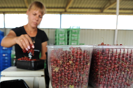 Врач-токсиколог объяснил, чем вредна смородина