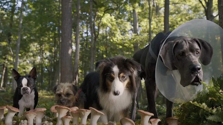 Пошлая комедия про пёсиков &laquo;Отвязные дворняги&raquo; уже вышла в цифре