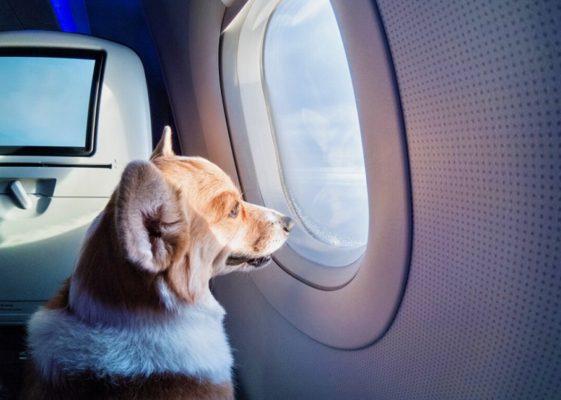 С какими трудностями в путешествиях сталкиваются туристы с животными?